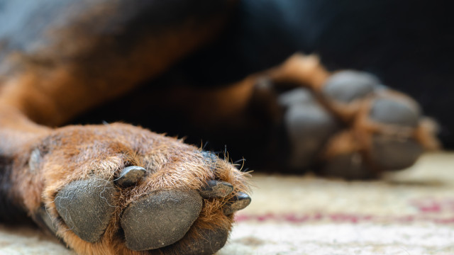 Polícia mata a tiros dois cães após ataque que deixou idoso ferido