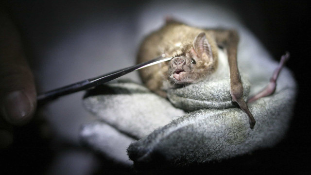 Nipah: Índia adota ações para frear vírus letal; entenda a doença