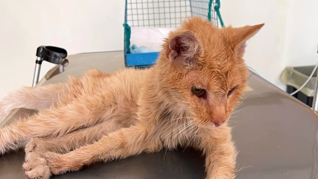 Gato regressa a casa sozinho mais de quatro anos após ter desaparecido
