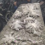 324 buchas de maconha apreendidas pela polícia na Rua Don Diniz, Santa Rosa, Campos