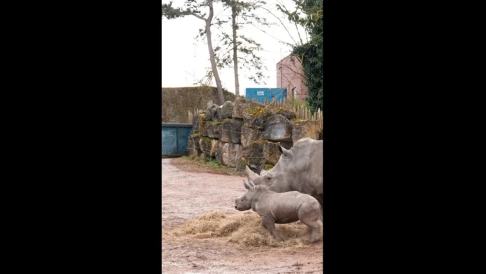 Filhote de rinoceronte-branco faz primeira aparição em zoo na Bélgica