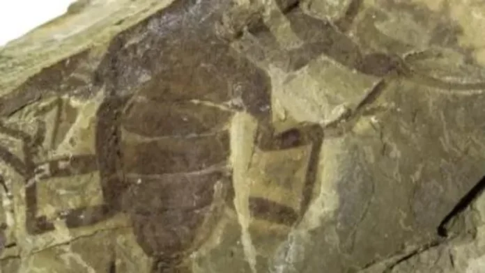 Espécie de escorpião gigante com 125 milhões de anos é descoberta na China