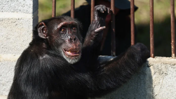 Chimpanzé criado por 'barão da droga' encontra nova casa no Brasil
