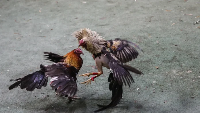 Ataque em rinha de galos no Equador deixa 12 mortos