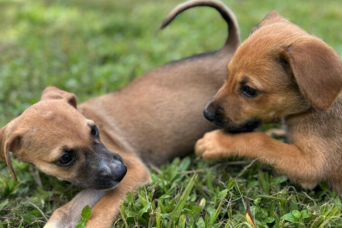 Foto: Cássio Peixoto / Divulgação Foto: Cássio Peixoto / Divulgação