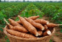 SFI solicita e Governo Federal inclui município nas ações de aquisição de farinha de mandioca