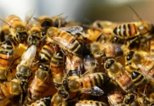 Menino de 9 anos picado por abelhas da cabeça aos pés morre em Goiás