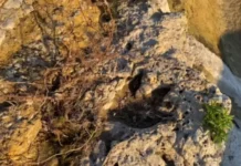 Pesquisadores dizem ter identificado pegadas de dinossauros em Roraima