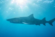 Ataque de tubarão mata jovem e fere outro em estado crítico na Austrália