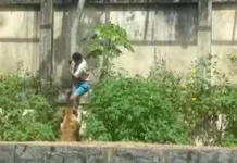 Homem morre após invadir espaço de leoa e ser atacado por animal em parque de João Pessoa