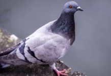 Pombos são modificados com chips cerebrais para substituir drones na Rússia