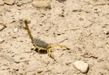 Com chegada do verão, Secretaria de Saúde de SP emite alerta para acidentes com escorpião