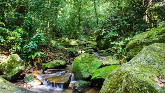 Elas existem. Relembre 10 boas notícias de 2025