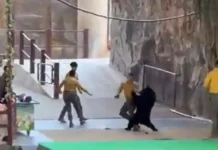 Urso ataca treinador em parque na China para tentar roubar comida