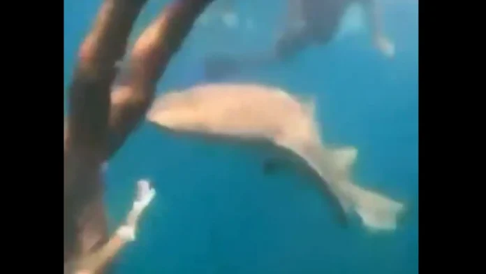 Surfista é mordida por tubarão durante mergulho em Fernando de Noronha