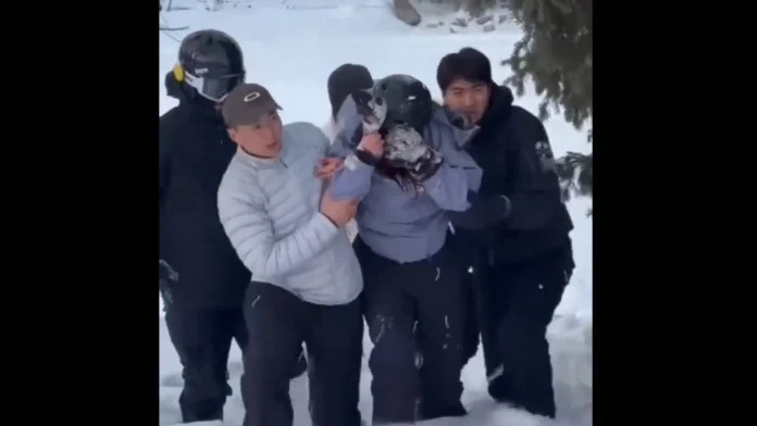Turista é atacada por leopardo-das-neves em parque da China; veja
