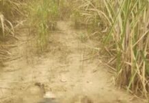 Ossada humana foi encontrada em uma propriedade rural em Guarus