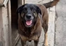 Morte do cão Orelha mobiliza manifestantes em protestos hoje em capitais