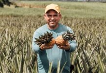 Prefeitura distribuirá mudas de abacaxi na próxima segunda (30/03)