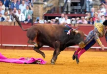 Toureiro famoso na Espanha é gravemente ferido por touro em Sevilha; veja