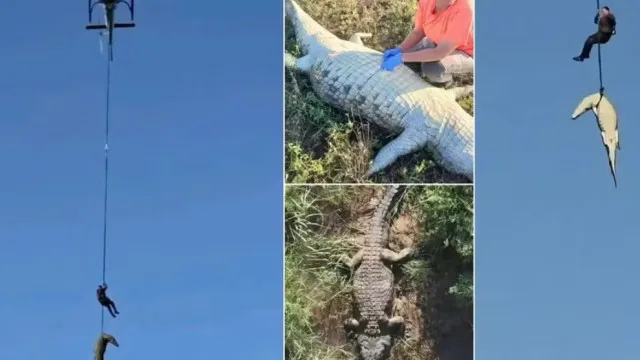 Restos mortais no estômago de crocodilo são de empresário português