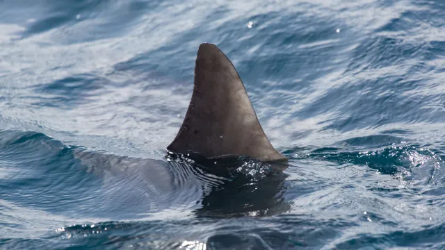 Mulher perde uma perna após ser mordida por tubarão em praia de Boa Viagem, no Recife