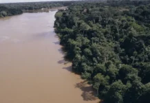 Desmatamento na Amazônia cai 61,4% em maio de 2026