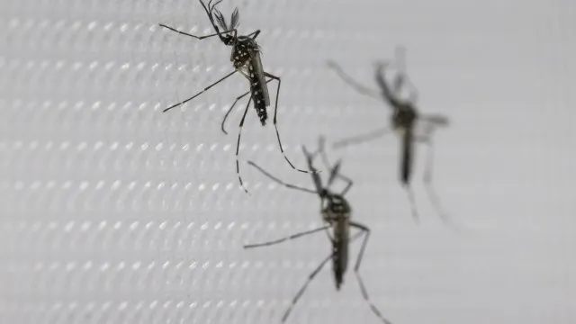 SUS suspende uso de vacina da dengue do Butantan após reações adversas