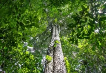Amazônia tem menor área sob alerta de desmatamento em 10 anos