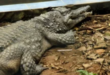 Menino atacado por crocodilo já passou por 5 cirurgias e precisa de mais