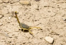 Crianças são mais vulneráveis a envenenamento por picada de escorpião